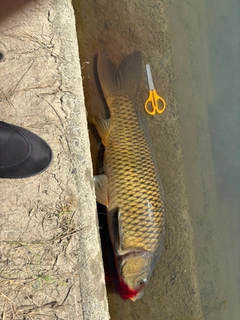 コイの釣果