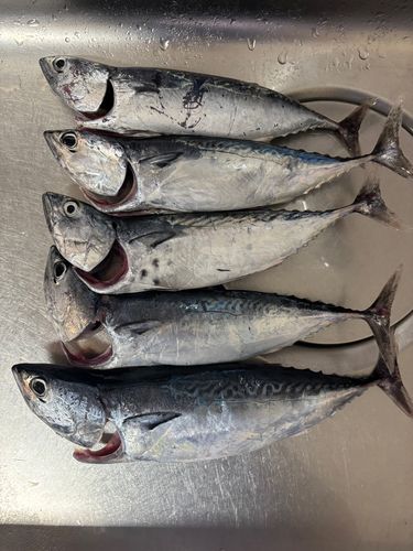 ソウダガツオの釣果