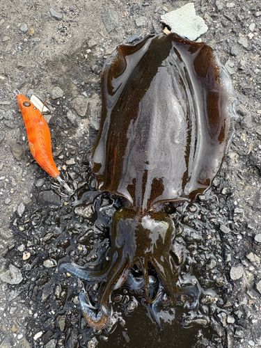 アオリイカの釣果
