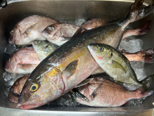 シマアジの釣果