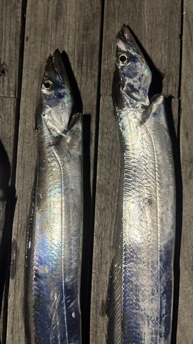 タチウオの釣果