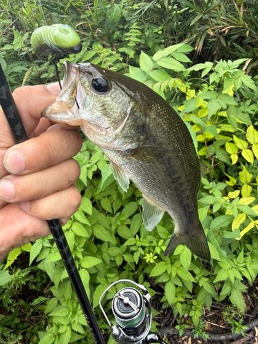 ラージマウスバスの釣果