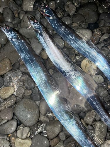 タチウオの釣果