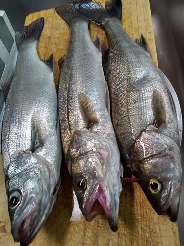 セイゴ（ヒラスズキ）の釣果