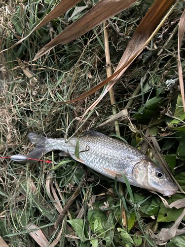 ニゴイの釣果