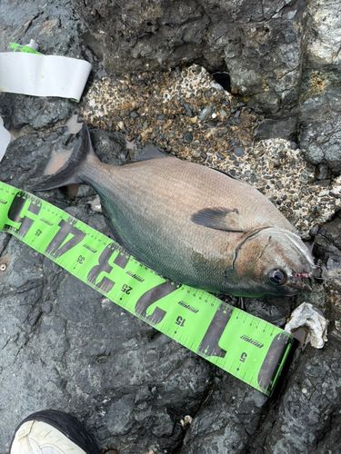 イスズミの釣果