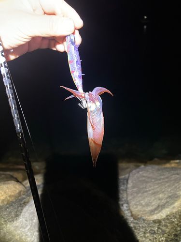 ケンサキイカの釣果