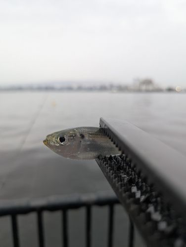 サッパの釣果