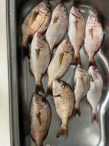 マダイの釣果