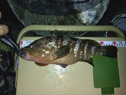 アコウの釣果