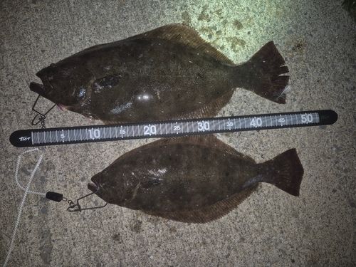 ソゲの釣果