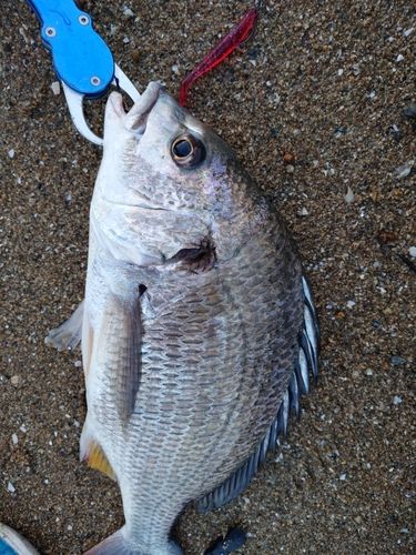 キビレの釣果