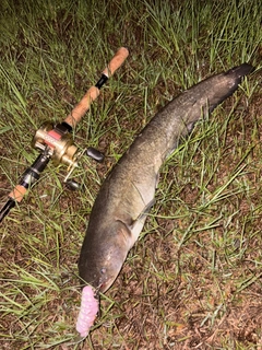 ナマズの釣果