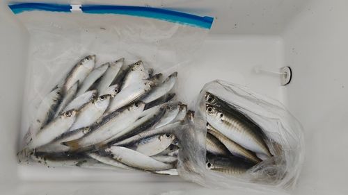 アジの釣果