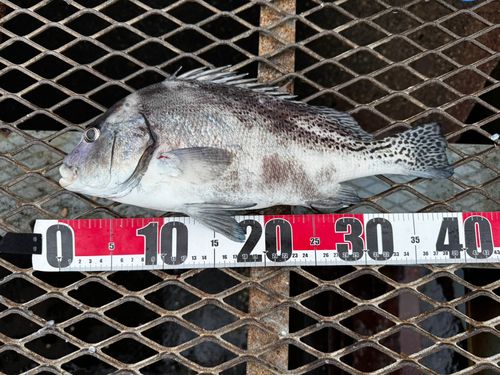 コショウダイの釣果