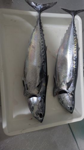 ソウダガツオの釣果