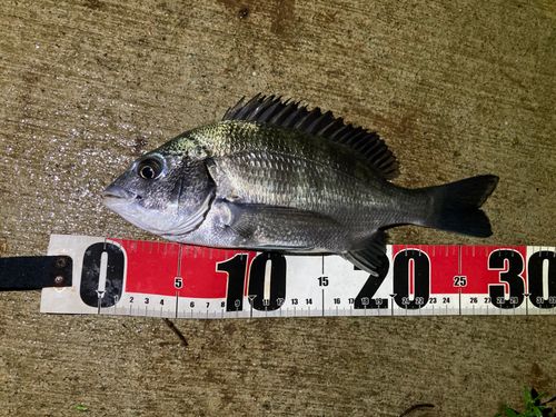 クロダイの釣果