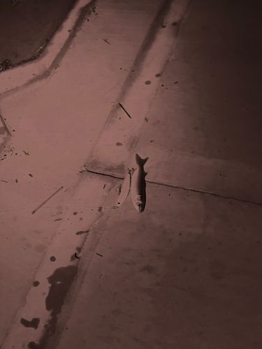 ボラの釣果