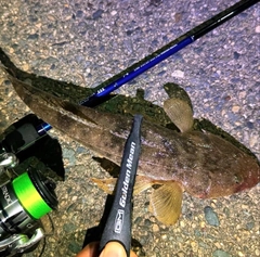 マゴチの釣果