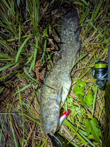 ナマズの釣果