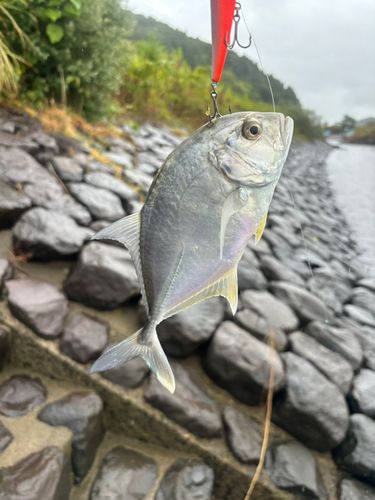 メッキの釣果