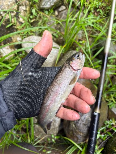 ニジマスの釣果