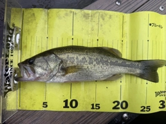 ラージマウスバスの釣果