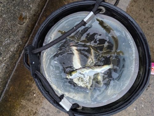 サッパの釣果