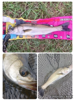 シーバスの釣果