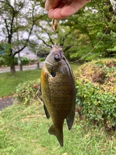 ブルーギルの釣果