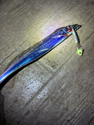 タチウオの釣果