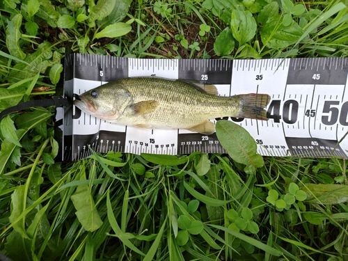 桜川（茨城）で釣れたブラックバスの釣り・釣果情報 - アングラーズ