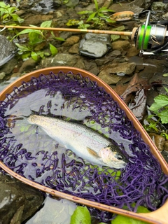 ニジマスの釣果