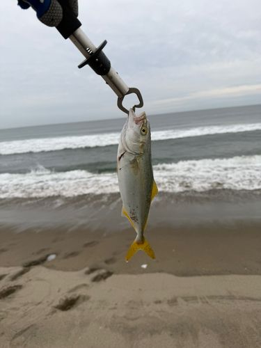 ワカシの釣果