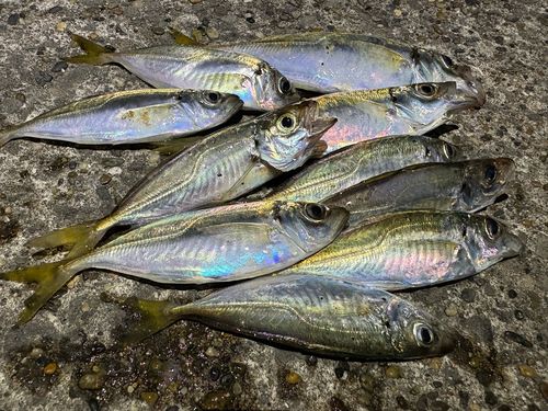 アジの釣果