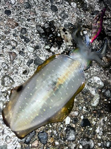 アオリイカの釣果
