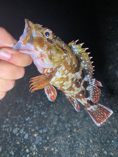 カサゴの釣果
