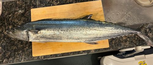 サワラの釣果