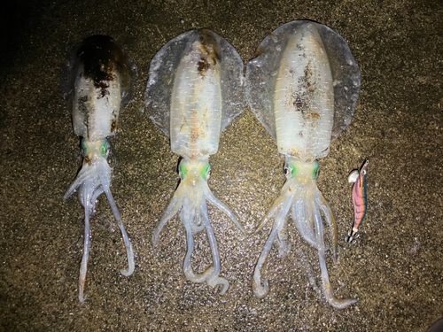 アオリイカの釣果