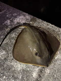 アカエイの釣果
