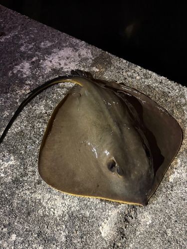 アカエイの釣果