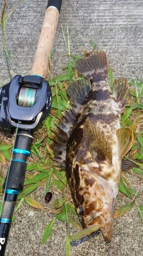 タケノコメバルの釣果