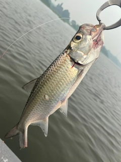 ターポンの釣果