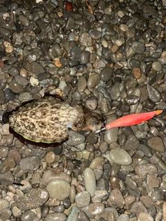 コウイカの釣果