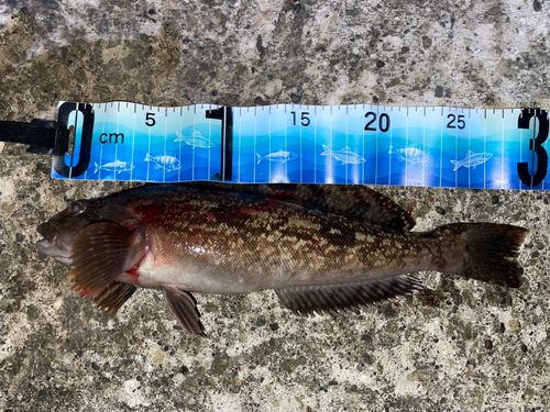 アイナメの釣果