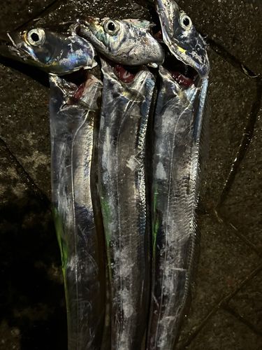 タチウオの釣果