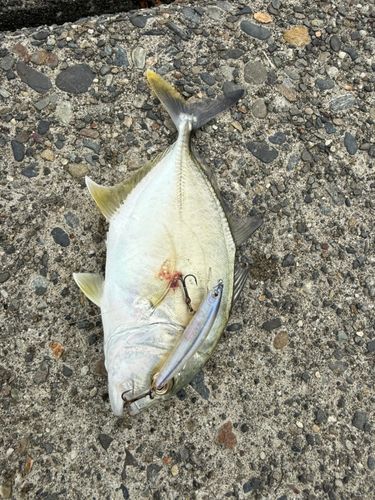 メッキの釣果