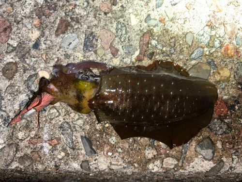 アオリイカの釣果
