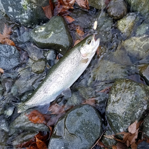 ニジマスの釣果