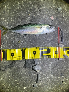 サバの釣果